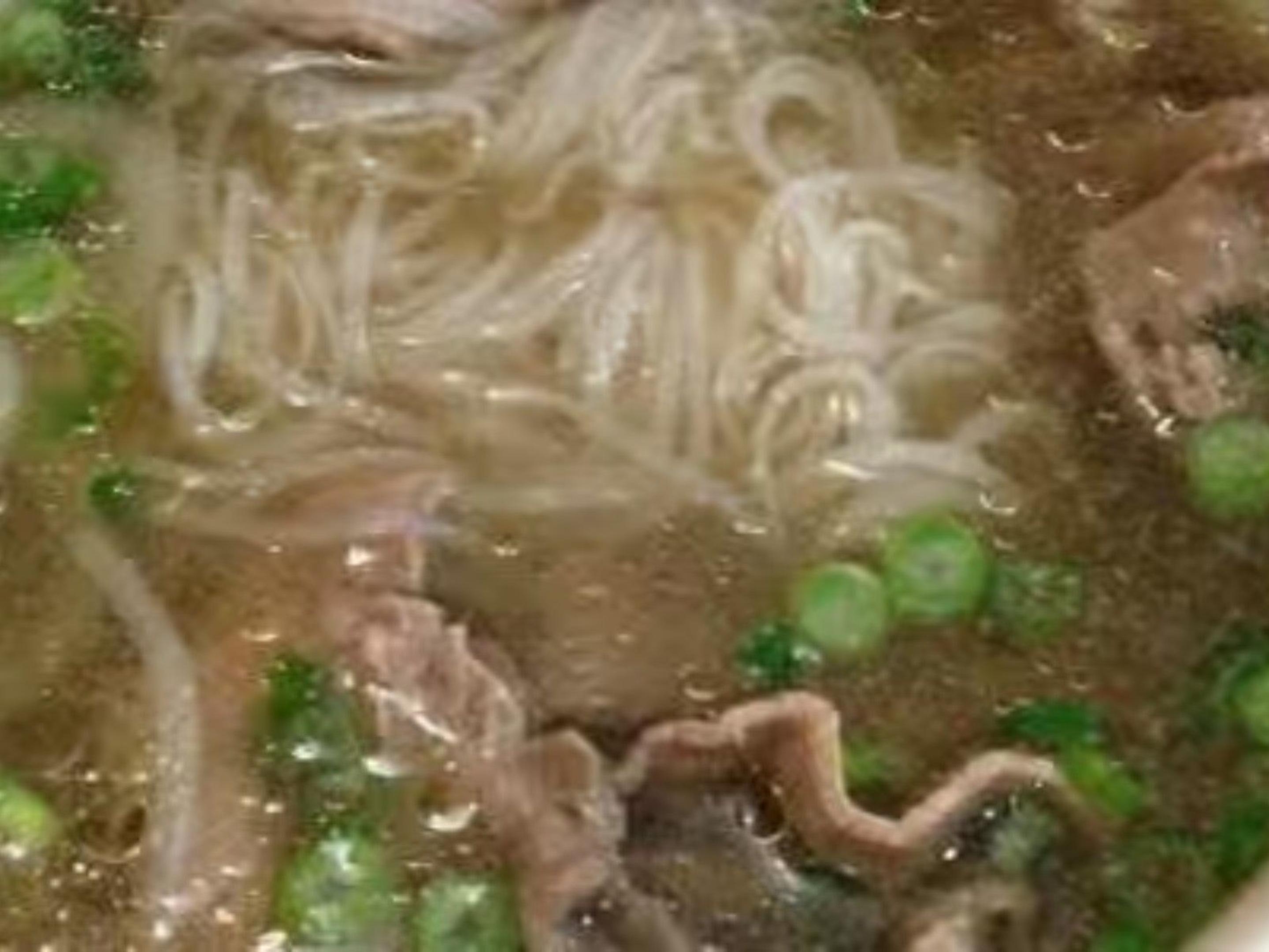 Steak Pho